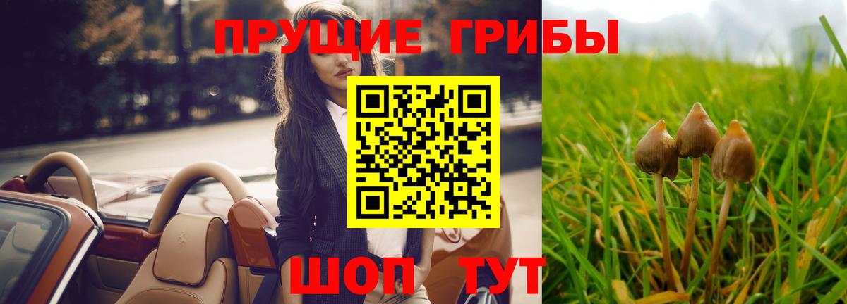 Псилоцибиновые грибы Cubensis Сочи